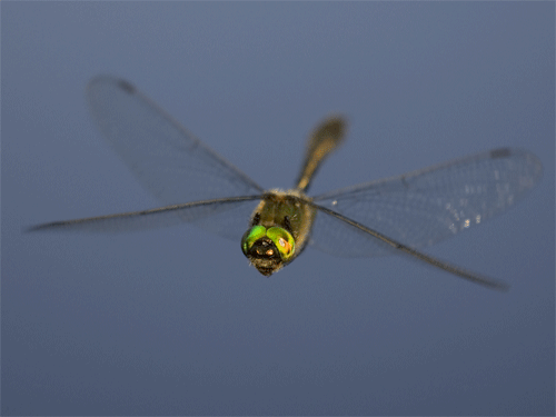 dragonfly.gif